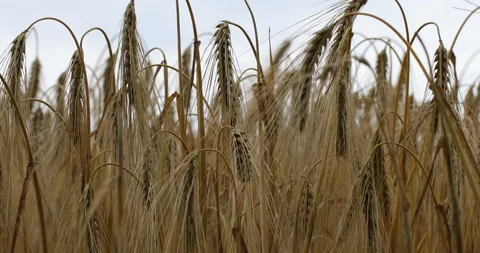 Wheat in a field Stock Footage 131359725