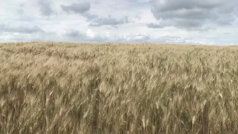 Wheat field 库存影片 132315685