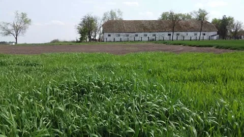 Wheat Field Stock Footage 135665315