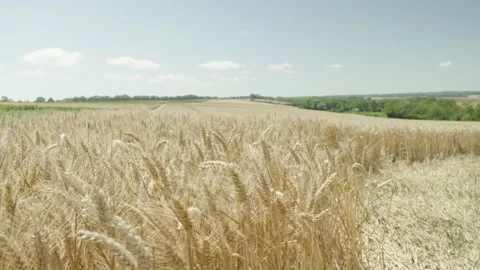 Wheat field Video stock 138035288