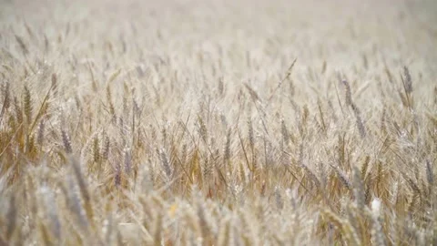 Wheat field Stock Footage