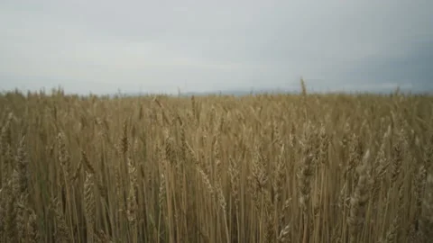 Wheat field Stock Footage 138168874