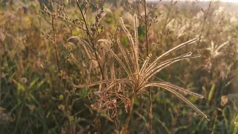Wheat in the field Stock Footage 138233255