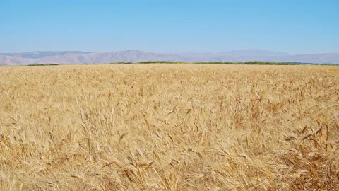 Wheat field Stock Footage 143511993