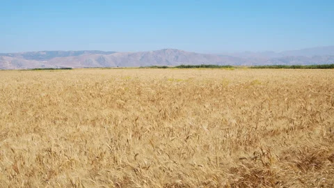 Wheat field Stock Footage 143513663