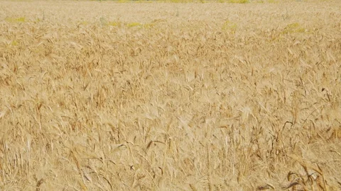 Wheat field Stock Footage 143515557