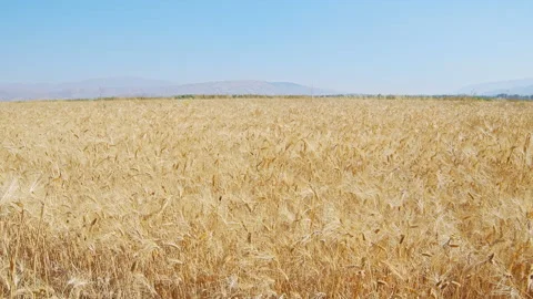 Wheat field Stock Footage 143517695