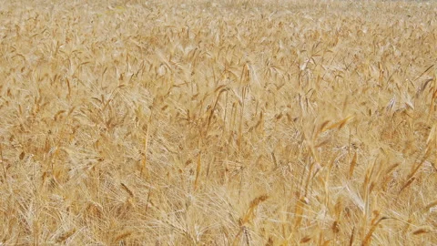 Wheat field Stock Footage 143519075