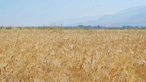 Wheat field Stock Footage 143522887