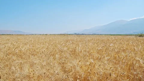 Wheat field Stock Footage 143527118