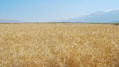 Wheat field Stock Footage 143538996