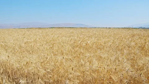 Wheat field Stock Footage 143545657