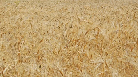 Wheat field Stock Footage 143549642