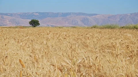 Wheat field Stock Footage 143553347