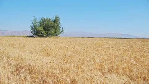Wheat field Stock Footage 143557821