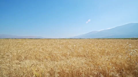 Wheat field Stock Footage 143560623