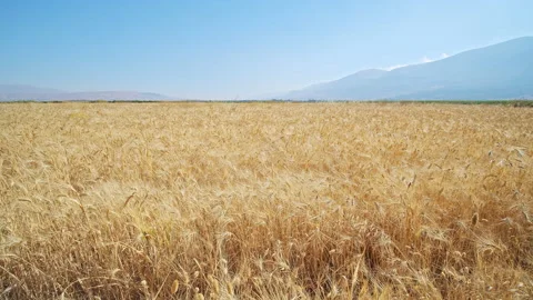 Wheat field Stock Footage 143563457