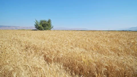 Wheat field Stock Footage 143566311