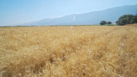 Wheat field Stock Footage 143568644