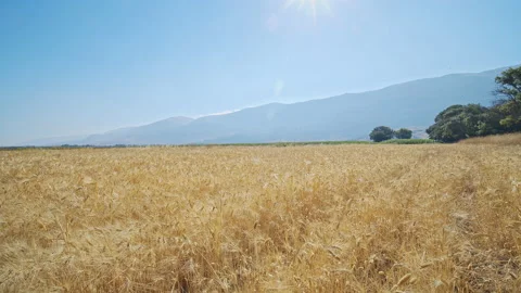 Wheat field Stock Footage 143571337