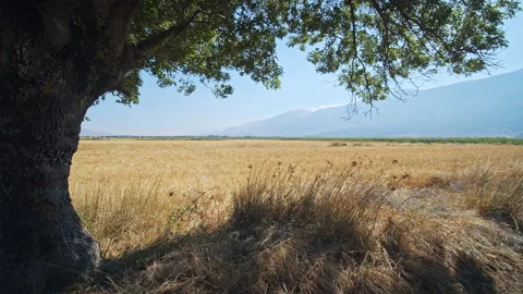 Wheat Field Stock Footage 143573939