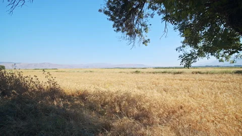 Wheat Field Stock Footage 143575518