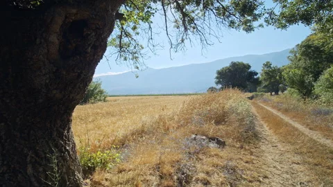 Wheat Field Stock Footage 143577084