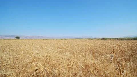 Wheat Field Stock Footage 143577784