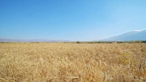 Wheat Field Stock Footage 143578701