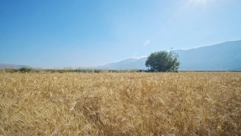 Wheat Field Stock Footage 143579640