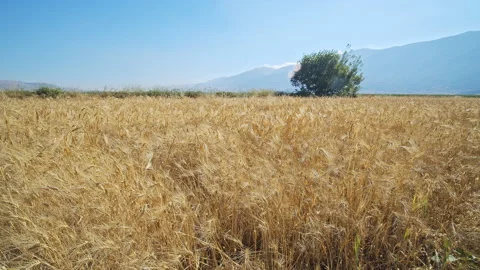 Wheat Field Stock Footage 143580553