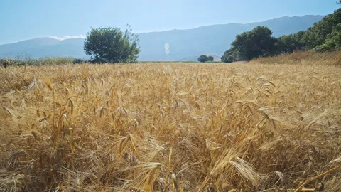 Wheat Field Stock Footage 143581273