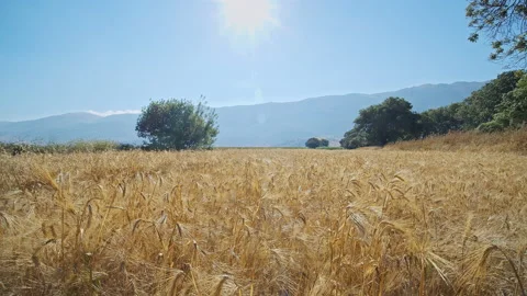 Wheat Field Stock Footage 143582620
