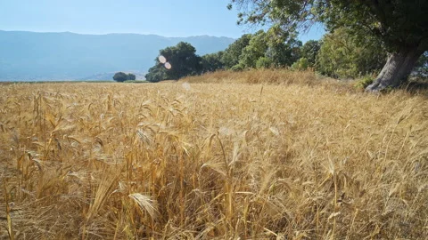 Wheat Field Stock Footage 143584393