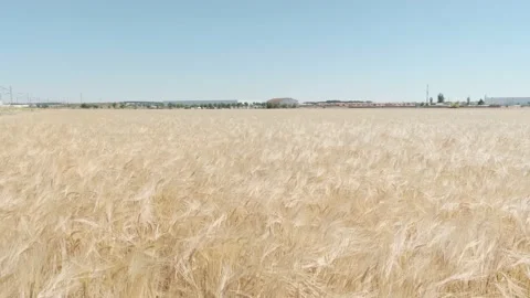 Wheat field Stock Footage 143773441