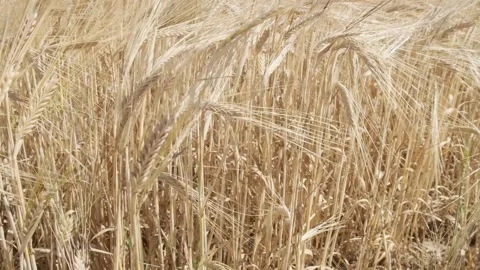 Wheat field Stock Footage 143773493
