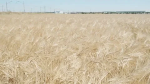 Wheat field Stock Footage 143773499