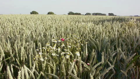 Wheat field Stock Footage 144846343