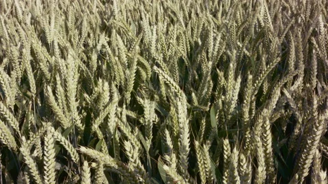 Wheat field 動画素材 144847248