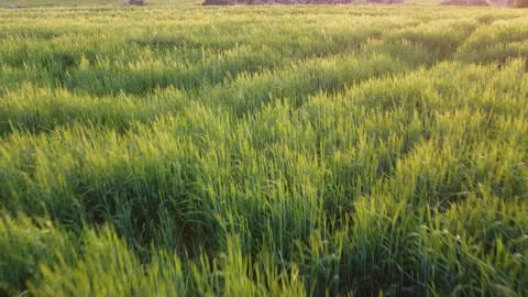 Wheat Field Stock Footage 153744602