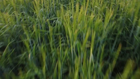 Wheat Field Stock Footage 153744801