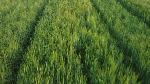Wheat Field Stock Footage 153745238