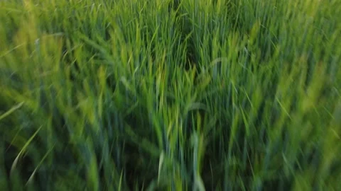 Wheat Field Stock Footage 153745275