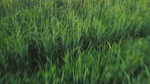 Wheat Field Stock Footage 153745822