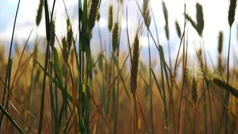 Wheat field Video stock 166166490