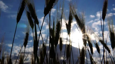 Wheat field Video stock 166166626