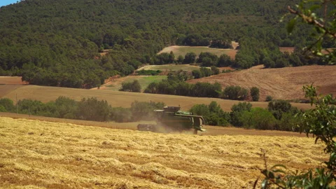 Wheat field Stock Footage 170001631
