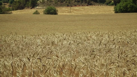 Wheat field Stock Footage 170001639
