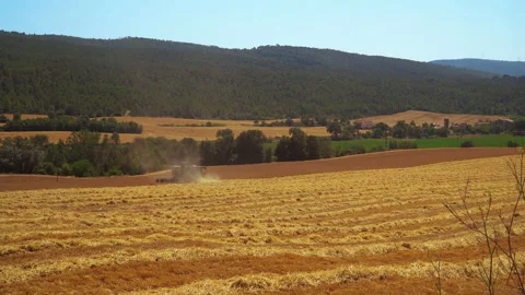 Wheat field Stock Footage 170001664
