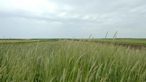 Wheat field Stock Footage 171557780
